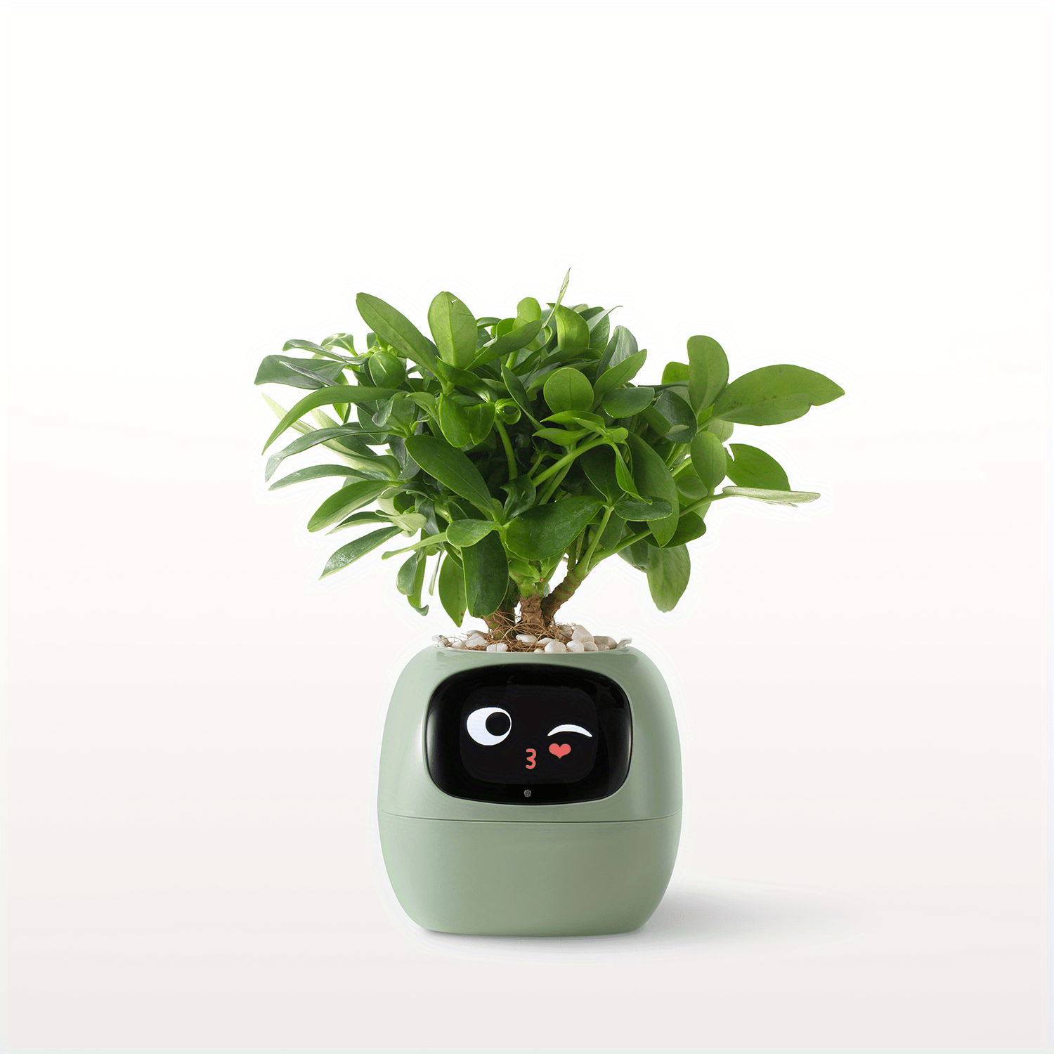 Smart Plant Pet - Gymattic